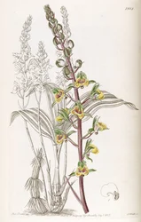 Eulophia pulchra (syn. Eulophia macrostachya)